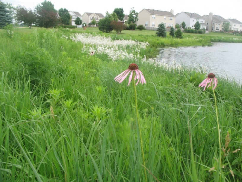 Naturalized stormwater basin