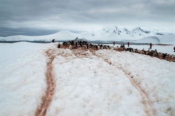 corridors linking penguin colonies