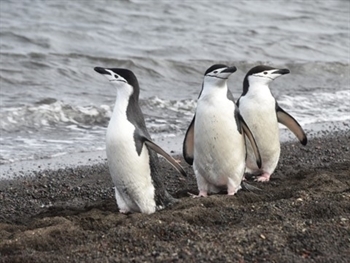 3 penguins walking along the shoreline