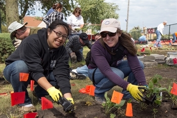 Planting a rain garden