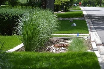 native plants and a storm drain next to a road